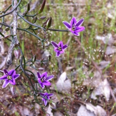 Thysanotus patersonii (Twining Fringe Lily) at Mulligans Flat - 21 Oct 2014 by JasonC