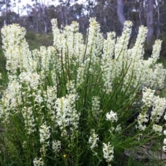 Stackhousia monogyna (Creamy Candles) at Gungahlin, ACT - 21 Oct 2014 by JasonC