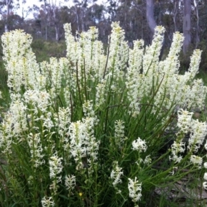 Stackhousia monogyna at Gungahlin, ACT - 21 Oct 2014