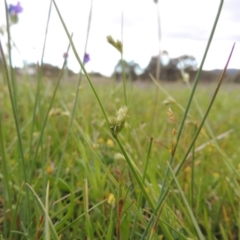 Carex inversa (Knob Sedge) at Bonython, ACT - 15 Oct 2014 by MichaelBedingfield