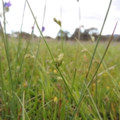 Carex inversa (Knob Sedge) at Bonython, ACT - 15 Oct 2014 by michaelb