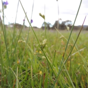 Carex inversa at Bonython, ACT - 15 Oct 2014