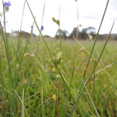 Carex inversa (Knob Sedge) at Pine Island to Point Hut - 15 Oct 2014 by MichaelBedingfield