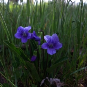 Viola betonicifolia at Forde, ACT - 21 Oct 2014 03:19 PM