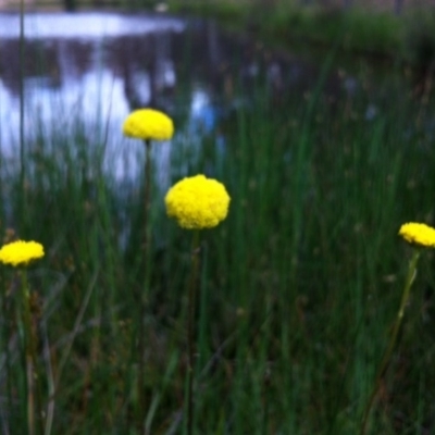 Craspedia variabilis at Mulligans Flat - 21 Oct 2014 by JasonC