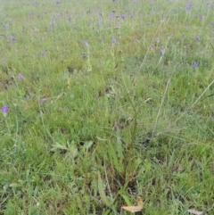 Rumex brownii (Slender Dock) at Pine Island to Point Hut - 15 Oct 2014 by MichaelBedingfield