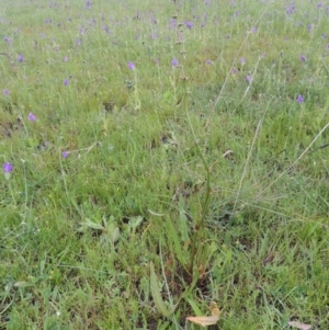 Rumex brownii at Bonython, ACT - 15 Oct 2014