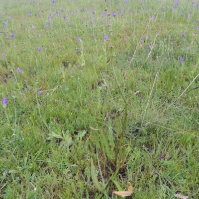 Rumex brownii (Slender Dock) at Pine Island to Point Hut - 15 Oct 2014 by MichaelBedingfield