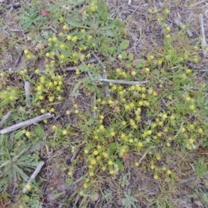 Triptilodiscus pygmaeus at Bonython, ACT - 15 Oct 2014