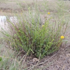 Calotis lappulacea (Yellow Burr Daisy) at Bonython, ACT - 15 Oct 2014 by MichaelBedingfield