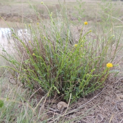 Calotis lappulacea (Yellow Burr Daisy) at Bonython, ACT - 15 Oct 2014 by MichaelBedingfield
