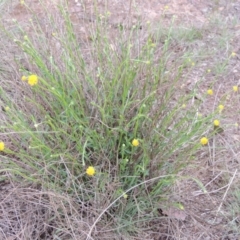 Calotis lappulacea at Bonython, ACT - 15 Oct 2014