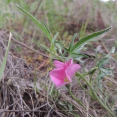 Convolvulus angustissimus subsp. angustissimus (Australian Bindweed) at Bonython, ACT - 15 Oct 2014 by MichaelBedingfield