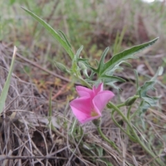 Convolvulus angustissimus subsp. angustissimus (Australian Bindweed) at Bonython, ACT - 15 Oct 2014 by michaelb