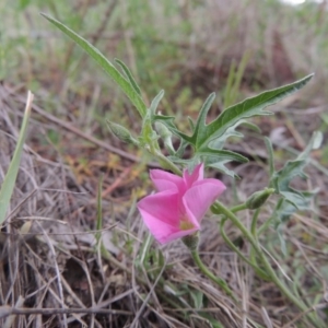 Convolvulus angustissimus subsp. angustissimus at Bonython, ACT - 15 Oct 2014 05:46 PM