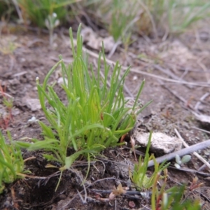 Isoetopsis graminifolia at Bonython, ACT - 15 Oct 2014