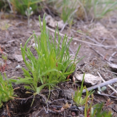 Isoetopsis graminifolia (Grass Cushion Daisy) at Bonython, ACT - 15 Oct 2014 by MichaelBedingfield