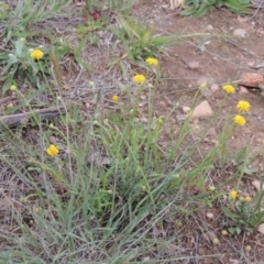 Calotis lappulacea (Yellow Burr Daisy) at Pine Island to Point Hut - 15 Oct 2014 by MichaelBedingfield