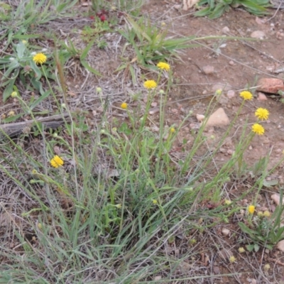 Calotis lappulacea (Yellow Burr Daisy) at Bonython, ACT - 15 Oct 2014 by MichaelBedingfield