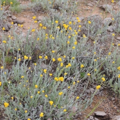 Chrysocephalum apiculatum (Common Everlasting) at Bonython, ACT - 15 Oct 2014 by MichaelBedingfield