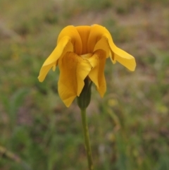 Goodenia pinnatifida (Scrambled Eggs) at Pine Island to Point Hut - 15 Oct 2014 by MichaelBedingfield