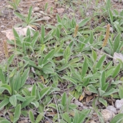 Plantago varia (Native Plaintain) at Pine Island to Point Hut - 15 Oct 2014 by MichaelBedingfield