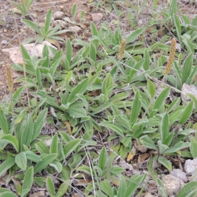 Plantago varia (Native Plaintain) at Pine Island to Point Hut - 15 Oct 2014 by MichaelBedingfield