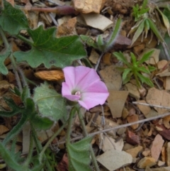 Convolvulus angustissimus subsp. angustissimus (Australian Bindweed) at Mulanggari Grasslands - 21 Oct 2014 by lyndsey