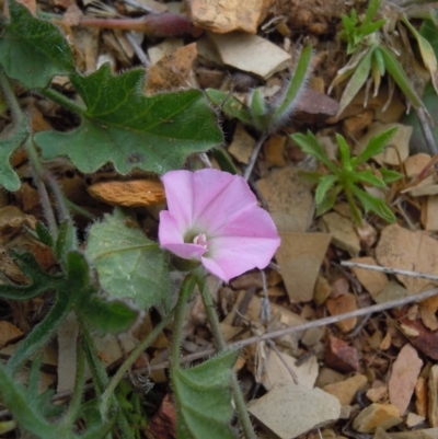 Convolvulus angustissimus subsp. angustissimus (Australian Bindweed) at Mulanggari Grasslands - 21 Oct 2014 by lyndsey