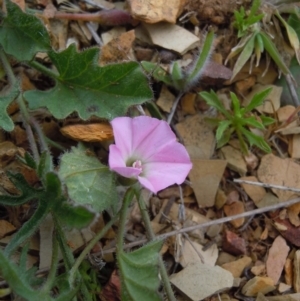 Convolvulus angustissimus subsp. angustissimus at Gungahlin, ACT - 21 Oct 2014