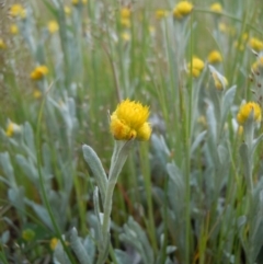 Chrysocephalum apiculatum (Common Everlasting) at Mulanggari Grasslands - 20 Oct 2014 by lyndsey