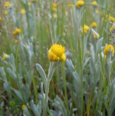 Chrysocephalum apiculatum (Common Everlasting) at Gungahlin, ACT - 21 Oct 2014 by lyndsey