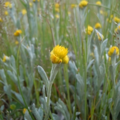 Chrysocephalum apiculatum (Common Everlasting) at Mulanggari Grasslands - 20 Oct 2014 by lyndsey