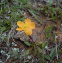 Hypericum gramineum (Small St Johns Wort) at Gungahlin, ACT - 21 Oct 2014 by lyndsey