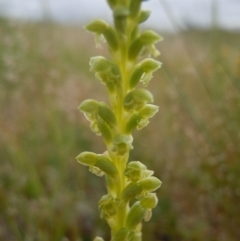 Microtis unifolia (Common Onion Orchid) at Gungahlin, ACT - 20 Oct 2014 by lyndsey