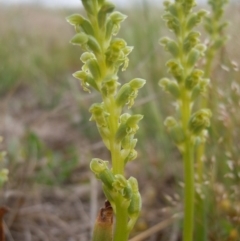 Microtis unifolia at Gungahlin, ACT - 21 Oct 2014