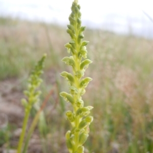 Microtis unifolia at Gungahlin, ACT - 21 Oct 2014