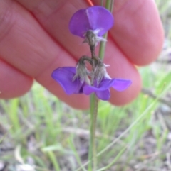 Swainsona sericea (Silky Swainson-Pea) at Majura, ACT - 19 Oct 2014 by SilkeSma