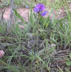 Swainsona sericea at Majura, ACT - 20 Oct 2014 07:55 AM