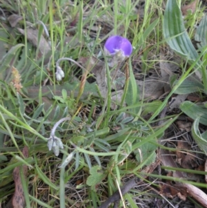 Swainsona sericea at Majura, ACT - 20 Oct 2014 07:55 AM