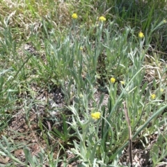 Chrysocephalum apiculatum (Common Everlasting) at Acton, ACT - 22 Oct 2014 by TimYiu