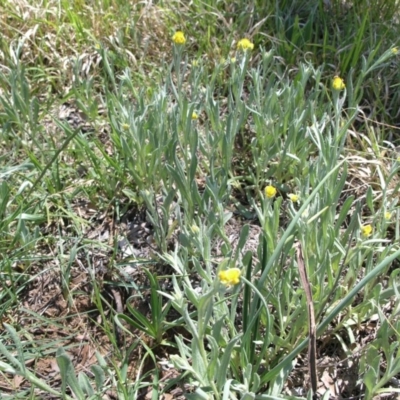 Chrysocephalum apiculatum (Common Everlasting) at Australian National University - 21 Oct 2014 by TimYiu