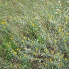 Chrysocephalum apiculatum at Acton, ACT - 22 Oct 2014