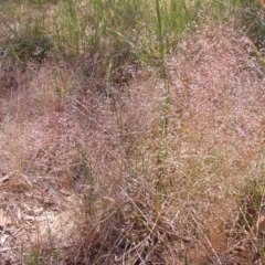 Panicum effusum (Hairy Panic Grass) at ANU Liversidge Precinct - 21 Oct 2014 by TimYiu