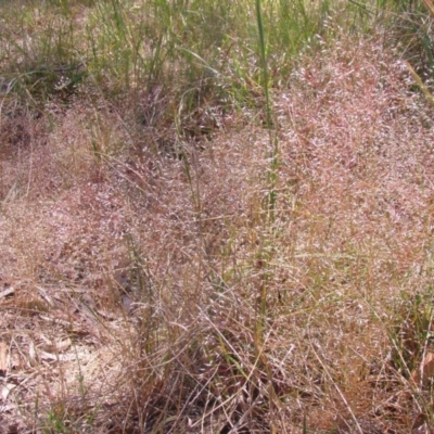 Panicum effusum (Hairy Panic Grass) at Australian National University - 21 Oct 2014 by TimYiu