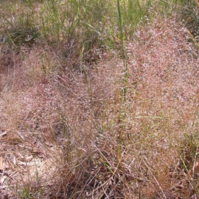 Panicum effusum (Hairy Panic Grass) at Acton, ACT - 21 Oct 2014 by TimYiu