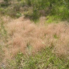 Panicum effusum at Acton, ACT - 22 Oct 2014 12:00 AM