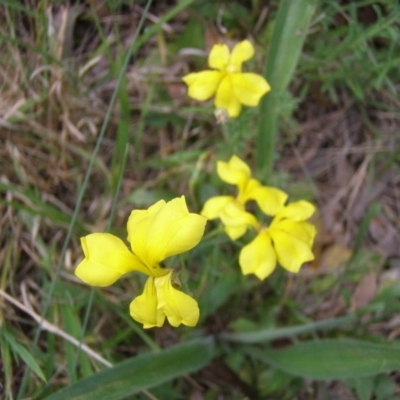 Goodenia pinnatifida (Scrambled Eggs) at Mount Ainslie to Black Mountain - 21 Oct 2014 by TimYiu