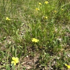 Goodenia pinnatifida at Acton, ACT - 22 Oct 2014