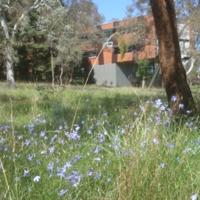 Wahlenbergia sp. (Bluebell) at Mount Ainslie to Black Mountain - 21 Oct 2014 by TimYiu